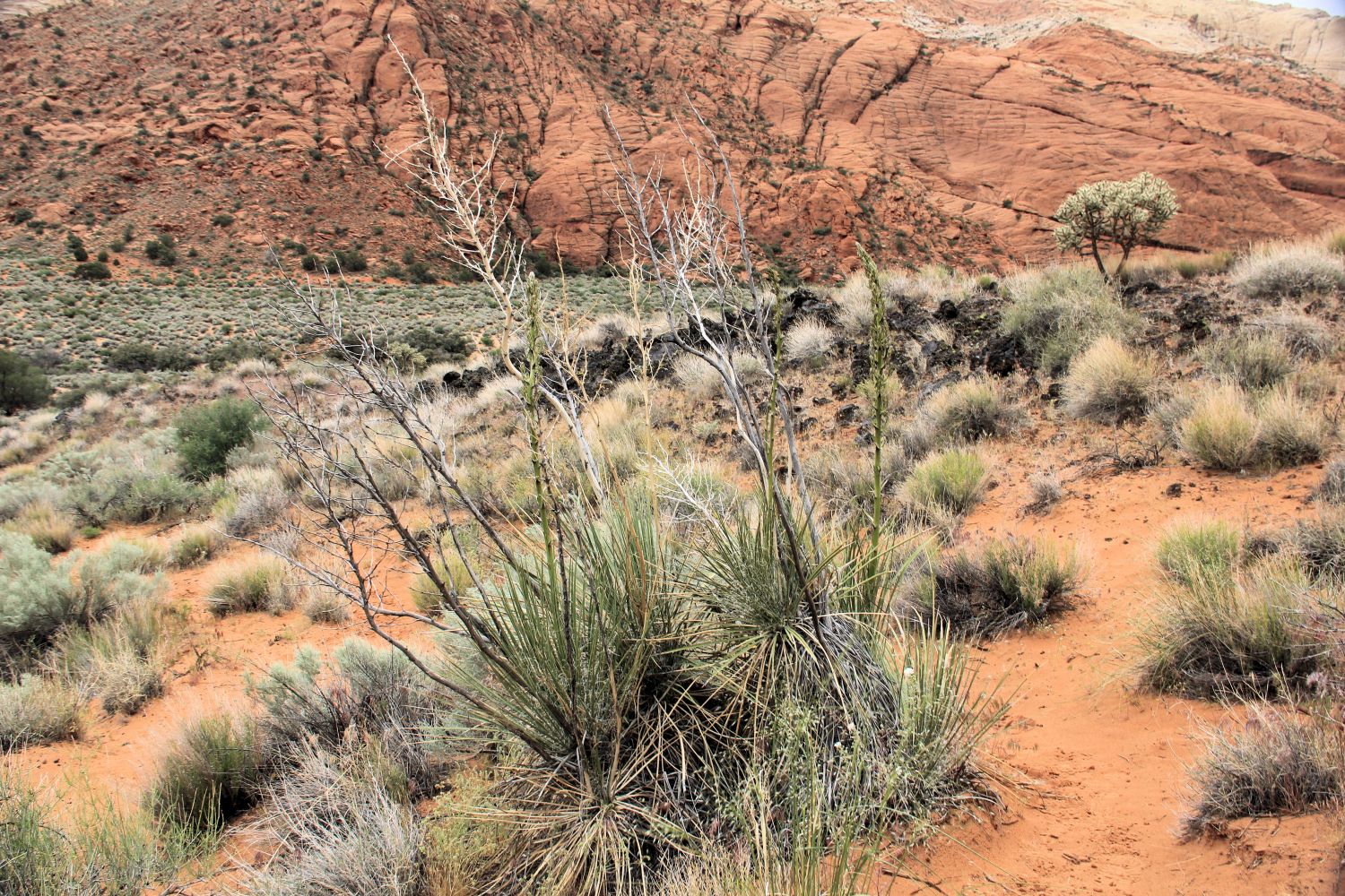 Snow Canyon State Park 